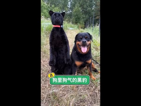 從小被狗狗帶大的黑豹#毛孩子的跨年儀式感 #毛孩子預測新年 #老鐵家的毛孩子 #黑豹 @快手寵物(O3xdzi7gzwye5gsa) @快手熱點(O3xddgkd5fav5if9) thumbnail