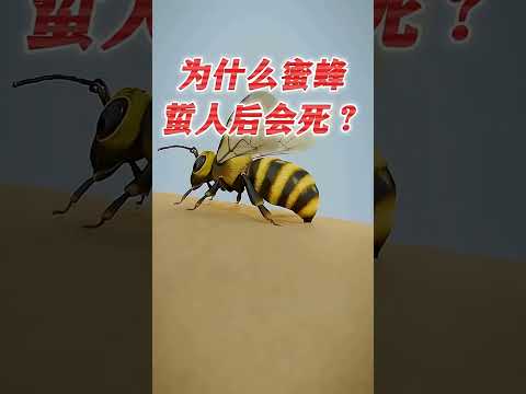 Cosa fare se si viene punti da un'ape? thumbnail