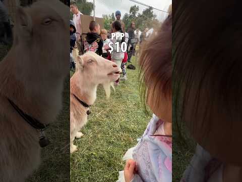 How to Petting Zoo thumbnail