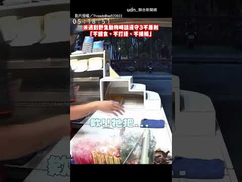 【搶劫R】台灣藍鵲偷叼三明治 左顧右盼動作超熟練｜台灣藍鵲｜早餐店 thumbnail