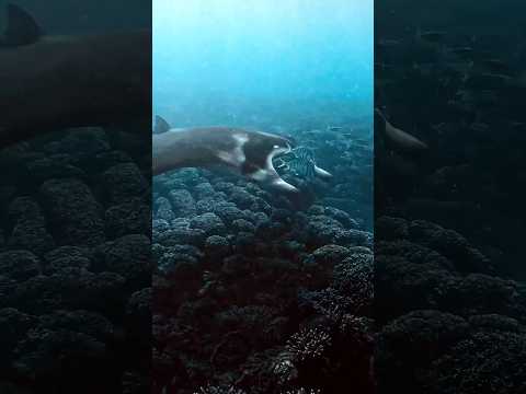I Captured A Manta-ray In Fiji… thumbnail