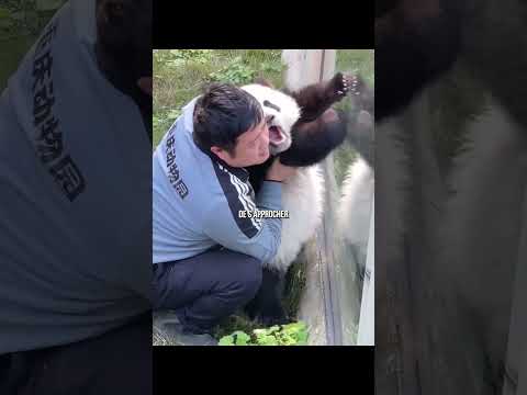 ? Elle était triste vu qu’il est pas venu à son anniversaire… thumbnail