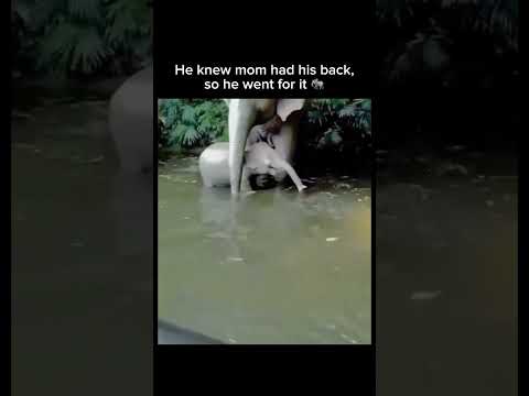 He knew mom had his back — so he went for it 🐘 Subscribe! #shorts thumbnail