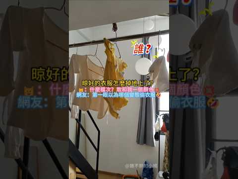 晾好的衣服突然掉地上❗❓ 🐱：什麼檔次❓敢跟我一個顏色💢 網友：第一眼以為是有變態偷衣服🤣 #cat #cute #funny #shorts #funnyshorts thumbnail