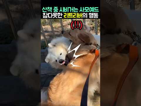산책 중 시비거는 사모예드.. 참다못한 리트리버의 참교육 thumbnail