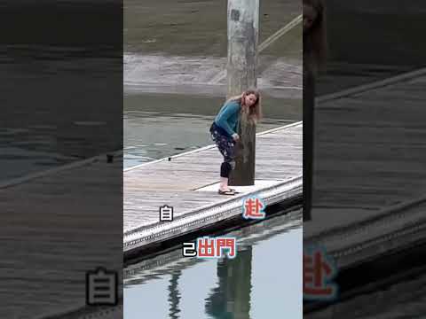 殘障小狗天天赴約陪伴焦慮海獅🐾🦭 thumbnail