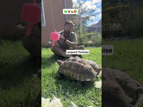 Which Animals Like Bubbles? thumbnail