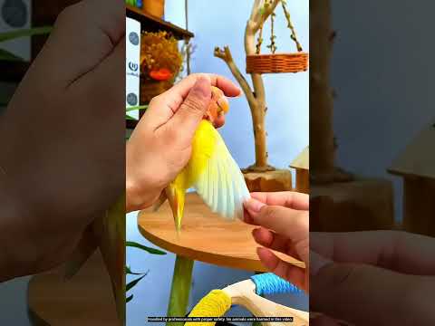 Yaar… Parrot Ko Aise Handle Karte Hain? 😳 thumbnail