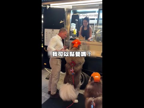 【我可以點餐了嗎？】雪橇犬趴上餐車櫃台　外國人在旁講英文求借過 #Shorts thumbnail