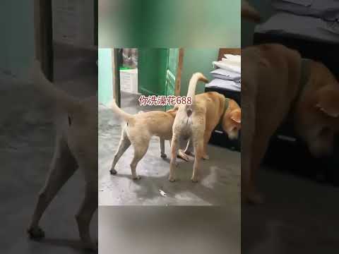 看你狡辯昨晚的消費紀錄是在天上狗間！ #搞笑配音 #搞笑 #原声 #funny thumbnail