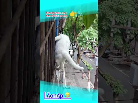 Bạch Mão Du Tường ? #laonap thumbnail