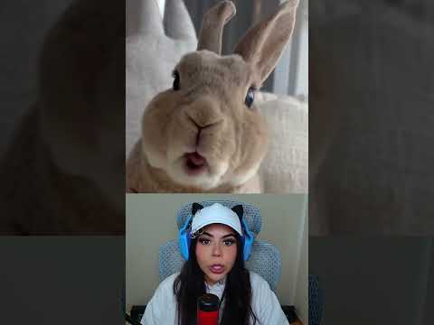 Coelhinho Comendo #shorts thumbnail
