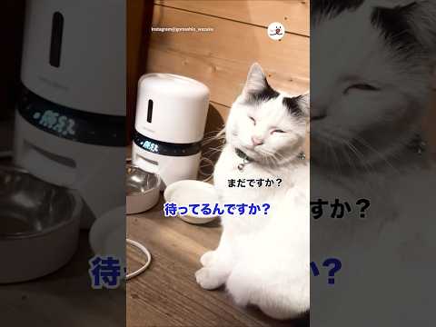 【ラスト注目！】絶対恨んでる顔してる｜PECO thumbnail