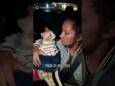 Supir Taksi Ini Suka Bawa Kucing Rescue-nya Ikut Kerja #shorts thumbnail