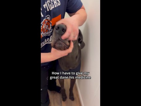 How I have to give medicine to my great dane thumbnail