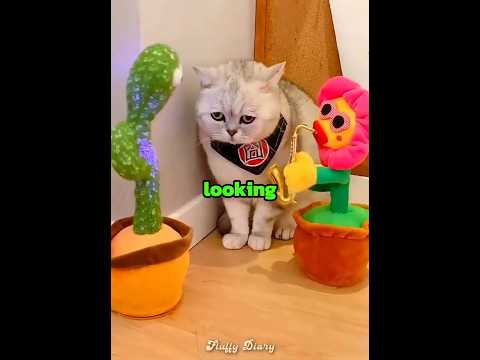 This cat started feeling ignored ??? thumbnail
