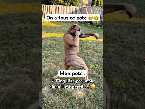 Trouve lui un nom 😂 #shortvideo #viral #memes #humour thumbnail