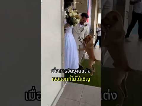 ตูบจรจัดแอบร่วมงานแต่งของคู่บ่าวสาว thumbnail