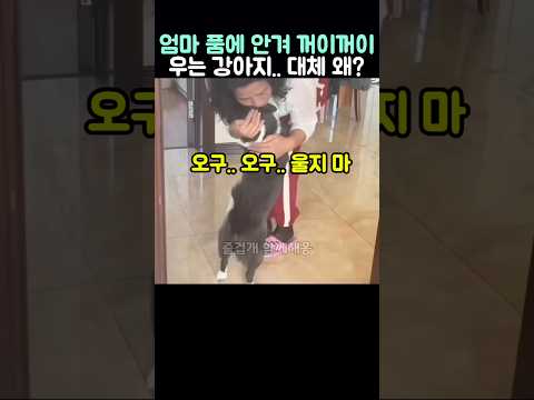 엄마 품에 안겨 꺼이꺼이 우는 강아지.. 대체 왜? thumbnail