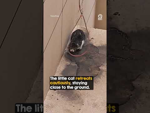 Fearless Women Rescue Cat from Rooftop Edge 🙏 #shorts #cat #rescue thumbnail