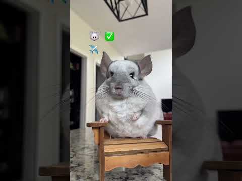 Wait for it… 🐭➡️✈️ #chinchilla #cute #pets #ears thumbnail
