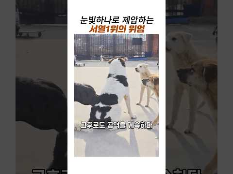 눈빛하나로 제압하는 서열1위 댕댕이의 위엄#킹찰스#알파독#대장개#보호소#서열정리 thumbnail
