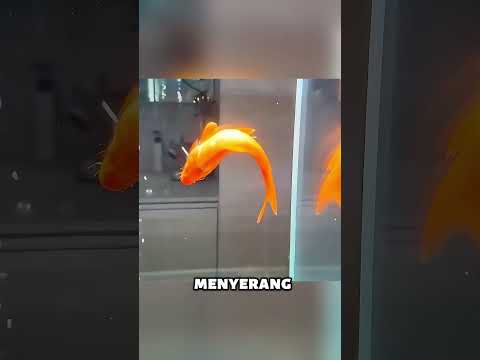 The Mother Fish's Last Sacrifice thumbnail