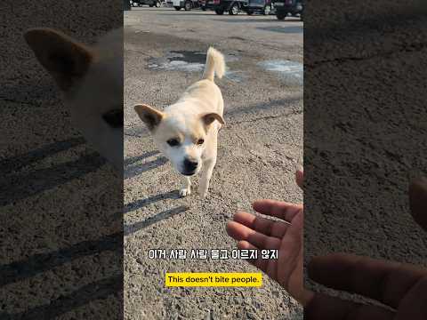 똘똘이? #남해 #강아지 #시고르자브종 #시골 #경상도사투리 #반려견 thumbnail