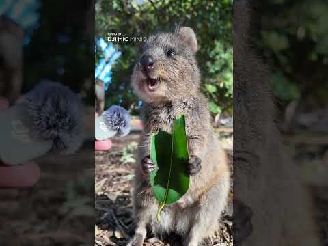 The Rich Preset Sounds Like This. Quokka Approved | DJI Mic Mini 2 thumbnail