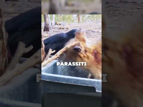 Perché il canguro non scaccia il corvo? thumbnail