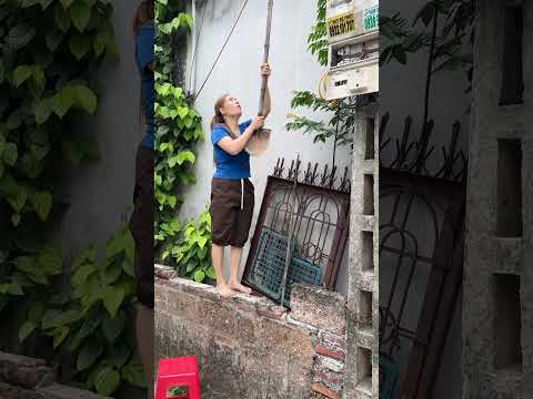 OMG 😭😭 Help the mother bird return to the nest 🤣 #funny #cat #shortsyoutube thumbnail