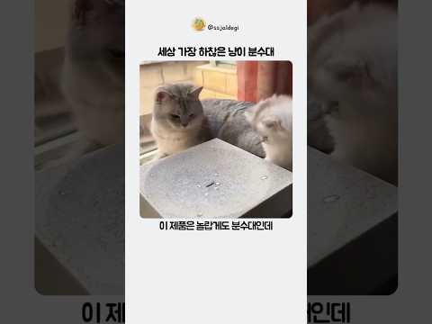 세상 가장 하찮은 냥이 분수대 thumbnail
