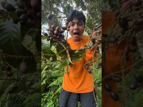 MANG UNI NGAMBIL BUAH HUTAN SAMA DE IJA thumbnail
