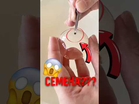 🌱 Необычный способ вырастить семя! орбиз #растения #садоводство thumbnail