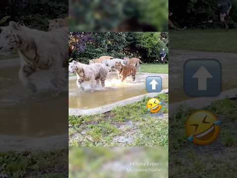 Nothing humbles you faster than trying to keep up with #nature. #tiger #running #funny #fun thumbnail