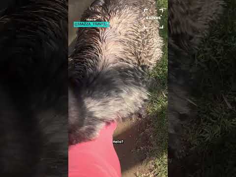 This Emu Does Not Understand Personal Space 🙈 #emu thumbnail