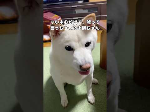 つい本心が出てお父さんに嘘って言っちゃった小梅ちゃん #白柴 #柴犬 #柴犬のいる暮らし #shorts thumbnail