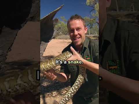 Reaching Inside Snake's Hideout ? #python #outback #shorts thumbnail