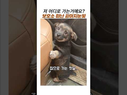 보호소를 떠나 집가는길 강아지눈빛#강아지구조#강아지입양#똥강아지 thumbnail