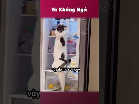 Mấy đứa này hài 😿 #takhongngu thumbnail