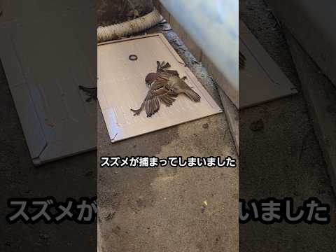 粘着シートからスズメを救出する方法 thumbnail