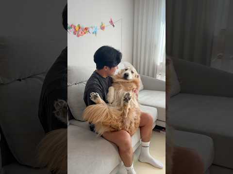 30kg 대형견 아기처럼 잠재우는 방법 ㅋㅋㅋ thumbnail