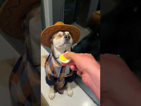 SİZCE KÖPEKLER NE YER!! thumbnail