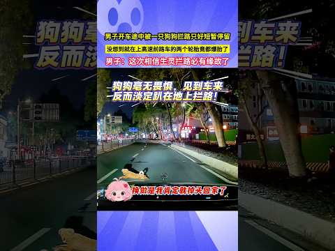 男子開車途中被一隻狗狗攔路只好短暫停留，沒想到就在上高速前路車的兩個輪胎竟都爆胎了，男子：這次相信生靈攔路必有緣故了！#shorts#不可思议 #amazing thumbnail