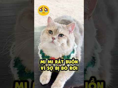 Tôi đã khiến Mi Mi buồn rồi sao❓ 😭 thumbnail