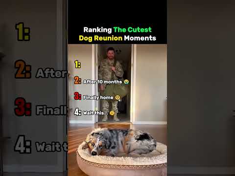 Ranking The Cutest Dog Reunion Moments #dog thumbnail
