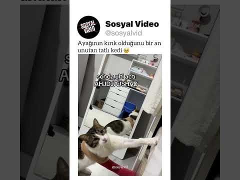 Ayağının kırık olduğunu bir an unutan tatlı kedi ? thumbnail