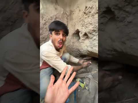 トンネルからカラフルなひよこたちを救いました thumbnail
