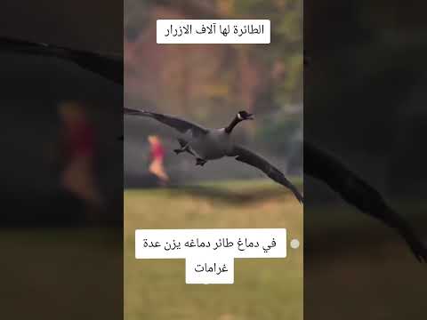 سبحان الخالق هبوط.ولا اروع #bacdz #funny #اهميه #dance #ضحك #النظافه #تيك_توك #المراه #memes thumbnail