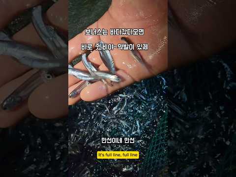 보너스를 인턴이 받는이유 #남해 #멸치 #보너스 #리액션 #바다 #외국인 thumbnail
